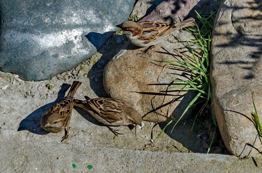 During the springtime sparrows find food toward small lake, Pancharevo, Bulgaria
