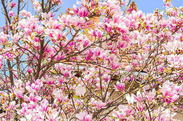 bela magnólia desabrochar molheira - clear sky sweet magnolia single flower flower imagens e fotografias de stock