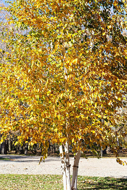 bouleau à papier arbre à l’automne - birch tree tree downy birch white photos et images de collection