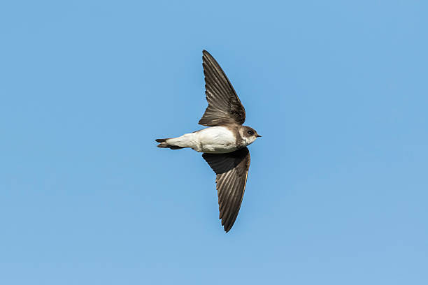 istock Sand martin, bank swallow in flight 528716482