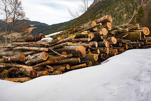 istock Wooden logs in the forest 528718374