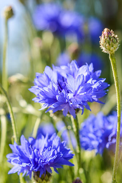 beautiful blue cornflowers close up
