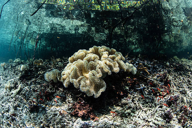 istock Soft Coral Colony at Edge of Mangrove 528718856