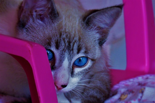 The highlight of a blue look of a feline