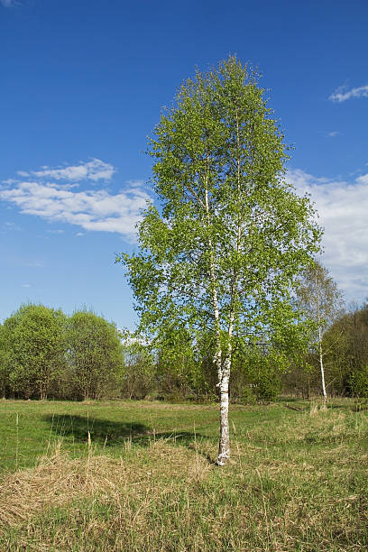 istock Beautiful landscape with fresh green birch on a spring day. 528719290