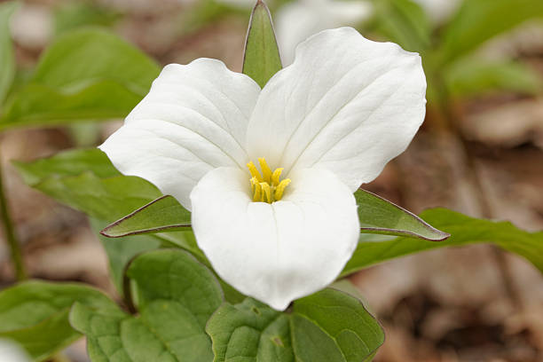 istock Trillium flower close-up 528719390