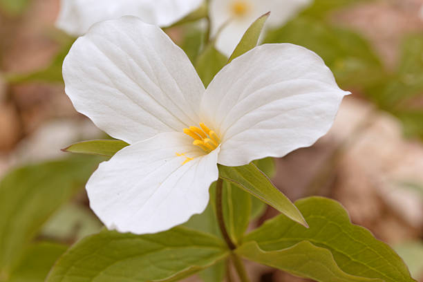 istock Trillium flower close-up 528719460