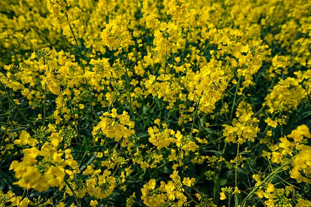 Blooming canola field in May in Germany