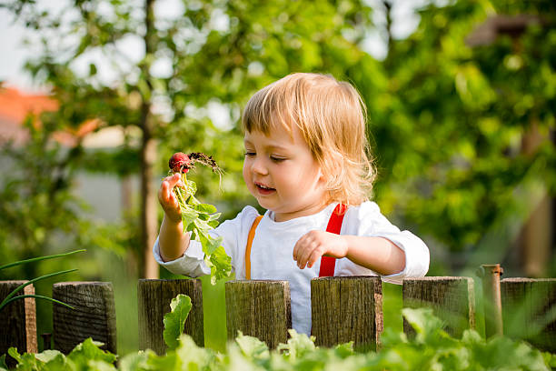 istock Harvest - picking up radishes 528719552
