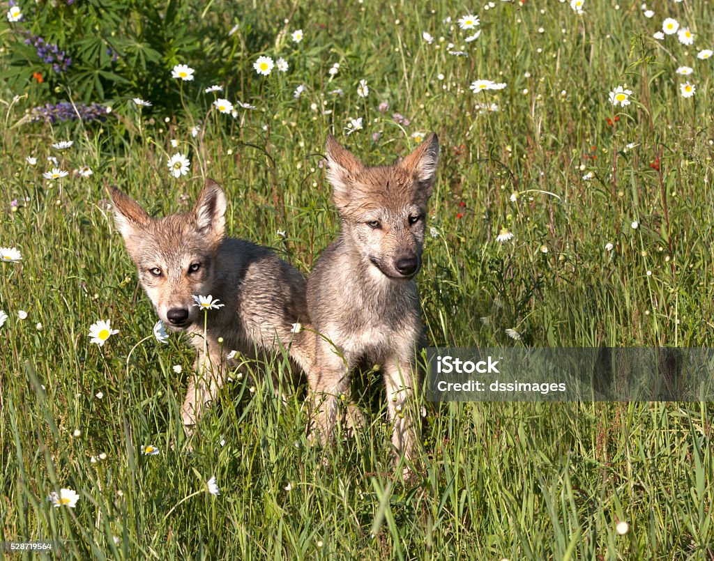 Two Wolf Puppies Playing in Wildflowers Two grey wolf pups playing in a meadow of diaisies Puppy Stock Photo