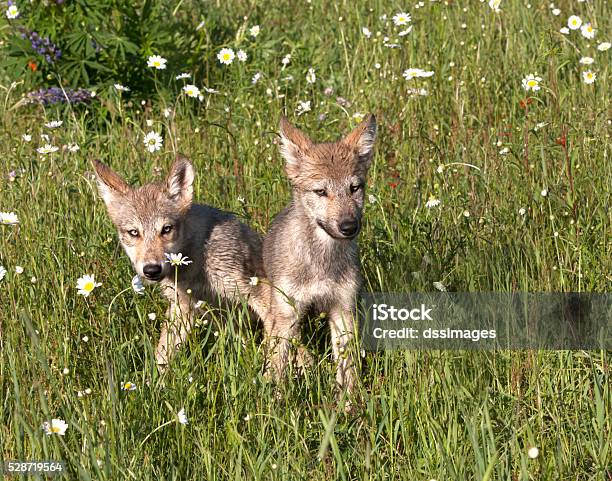 Two Wolf Puppies Playing In Wildflowers Stock Photo - Download Image Now - Puppy, Wolf, Gray Wolf