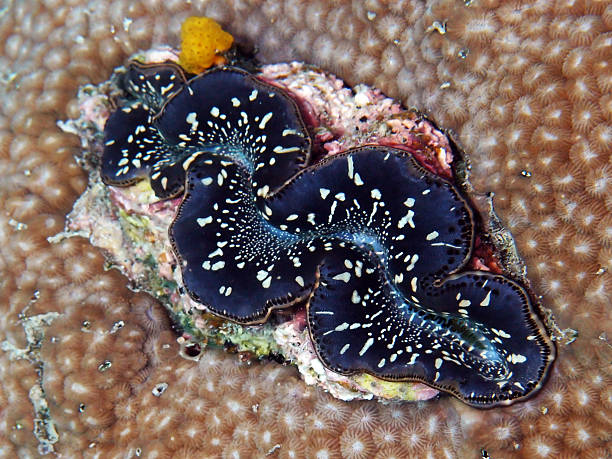 istock Colorful Giant Clam in Sea 528721126