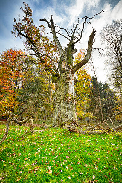 foto hdr de uma antiga árvore de carvalho - oak tree tree grass hdr - fotografias e filmes do acervo