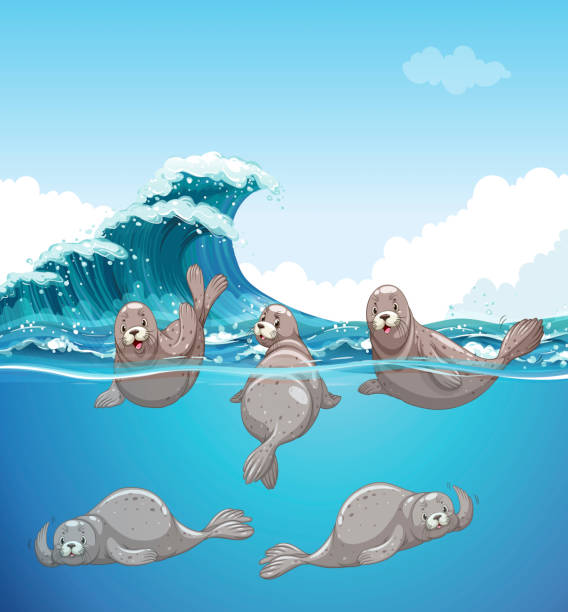 uszczelki pływanie w oceanie - animal animal themes sea below stock illustrations