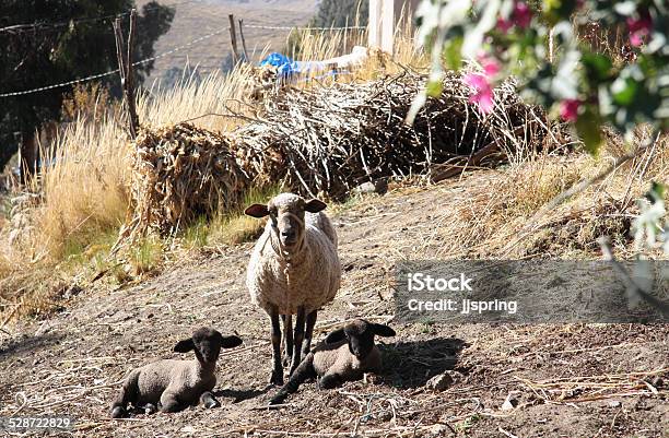 Mother Sheep And Two Babies Lambs Stock Photo - Download Image Now - Agriculture, Andes, Animal