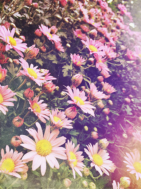 istock Flowers with a vintage texture 528723139