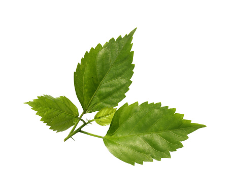 Leaves isolated on white background