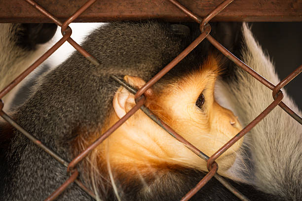 istock animal confined in cages with sad eyes 528724918