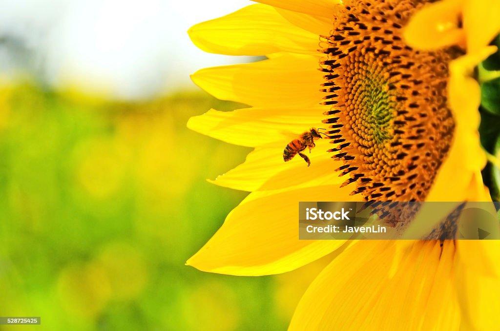 Bee flying nearby a sun flower One bee flying nearby a sun flower. Sunflower Stock Photo