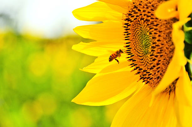 Bee flying nearby a sun flower stock photo