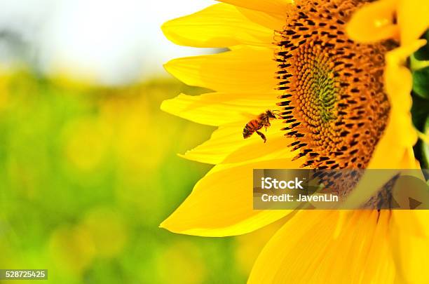 Bee Flying Nearby A Sun Flower Stock Photo - Download Image Now - Sunflower, Bee, Honey Bee