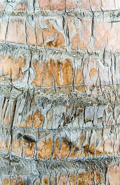 istock Close up of the palm tree bark 528725495