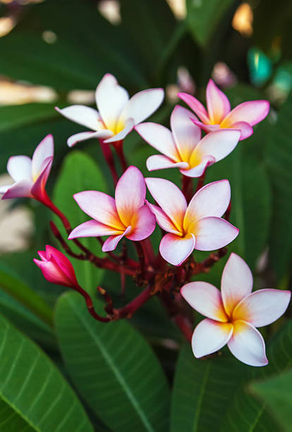 istock Plumeria flowers 528725707