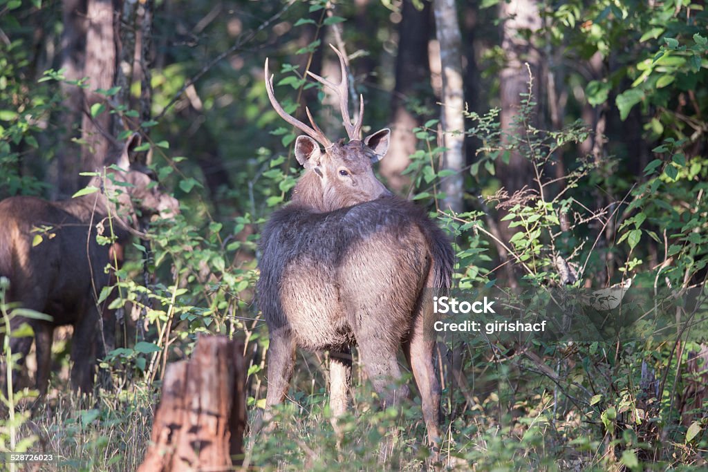 Sambar deer Canon 6D ISO 400 1/1250 f4 400mm Animal Stock Photo
