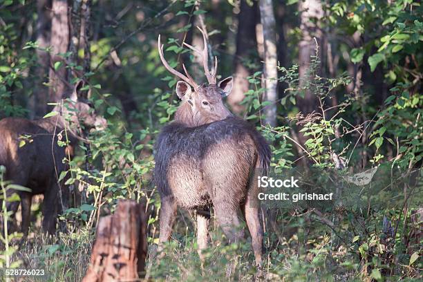 Sambar Deer Stock Photo - Download Image Now - Animal, Animal Behavior, Animal Themes