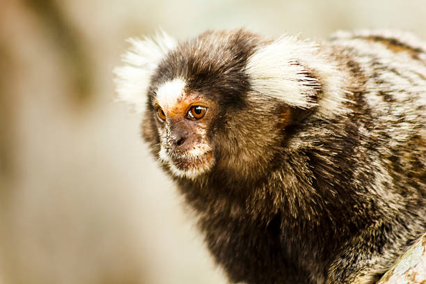 A DSLR close-up photo of a wild marmoset taken in a park in Paquetá Island, Rio de Janeiro, Brazil. 