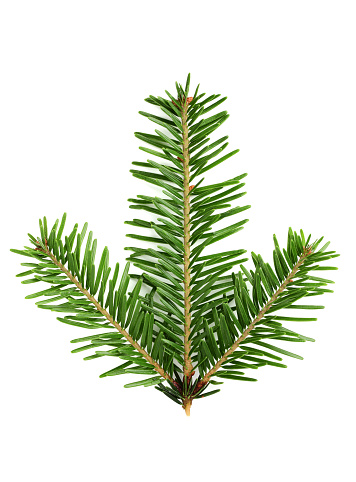 Fresh branch of a fir isolated on a white background.