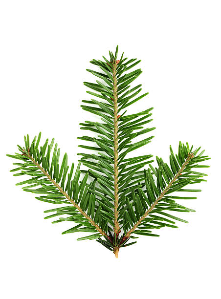 Fir branch close-up. Fresh branch of a fir isolated on a white background. frond photos stock pictures, royalty-free photos & images