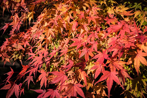 the Autumn maple leaves background