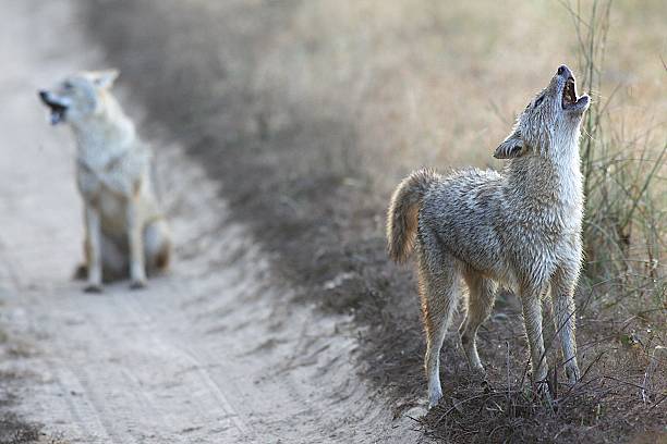 istock Jackals in Kanha National Park India 528726955