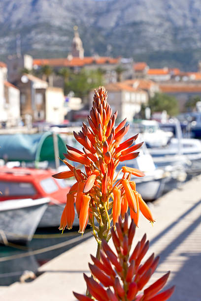 aloes kwiaty kwitnące w porcie korčula, chorwacji. - jetty mediterranean countries pier water zdjęcia i obrazy z banku zdjęć