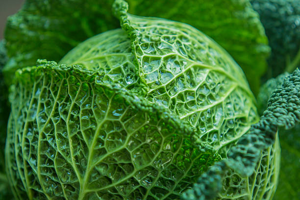 wirsingkohl kopf - suppengrün imagens e fotografias de stock