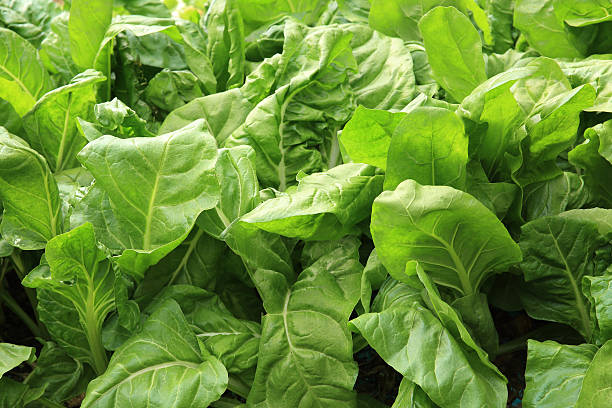 istock sliverbeet grow in vegetable garden 528727208