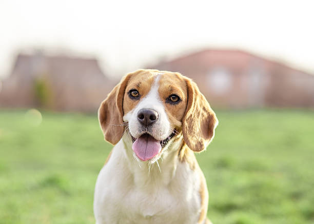 istock Happy Beagle dog outdoor portrait 528727445