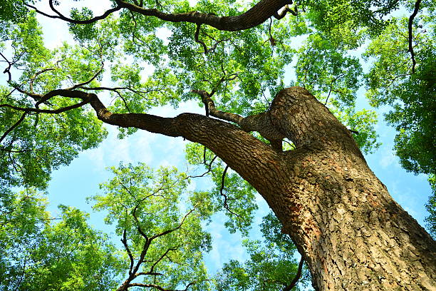 istock Look up at lush foliage camphor trees 528728555