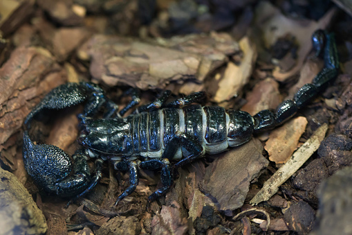 Emperor scorpion (Pandinus imperator). Wild life animal.