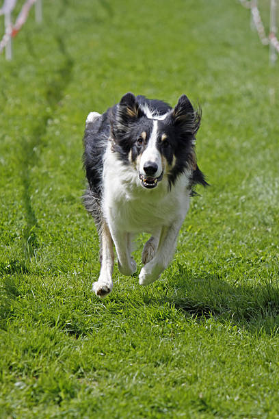 perro de corriendo - hundesport fotografías e imágenes de stock