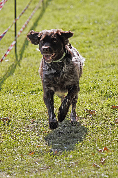 perro cazador en un perro raza - hundesport fotografías e imágenes de stock