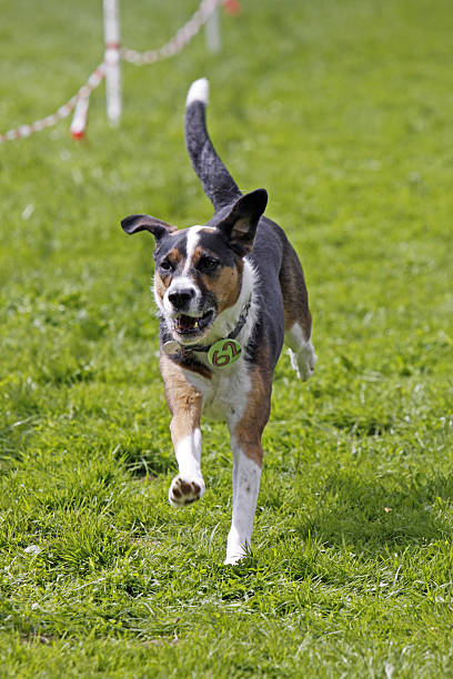 perro de corriendo - hundesport fotografías e imágenes de stock