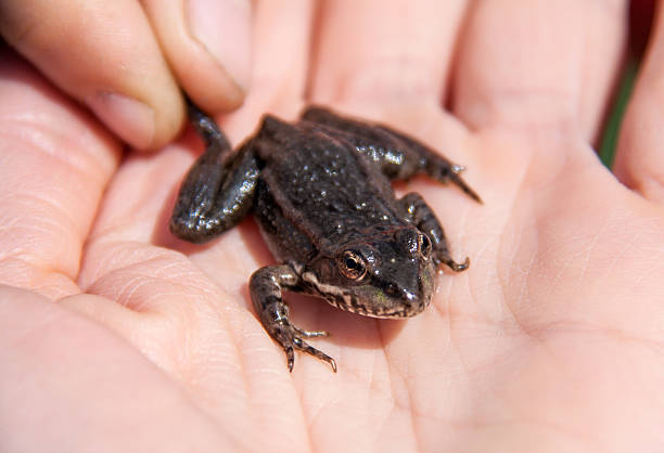 istock small lake frog sitting on a hand 528730520