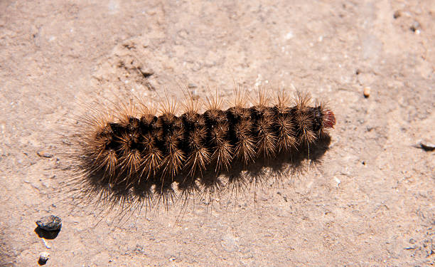 istock fluffy brown caterpillar crawling on the road 528730846
