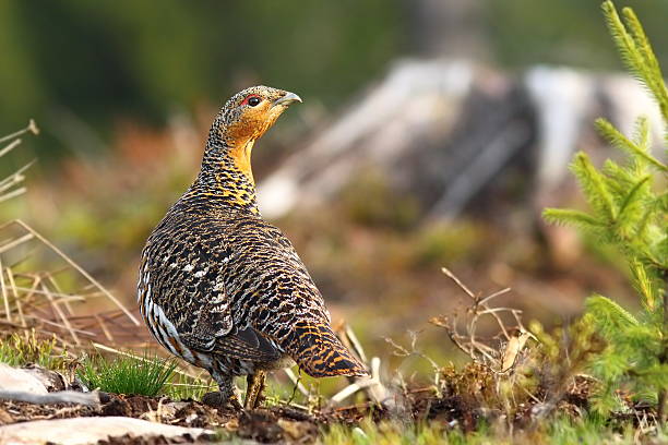 capercaillie hen beautiful capercaillie hen on mountain forest ( Tetrao urogallus, female ) tetrao urogallus stock pictures, royalty-free photos & images