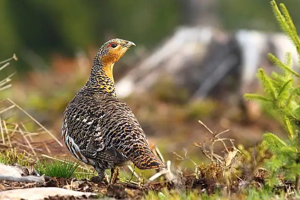 beautiful capercaillie hen on mountain forest ( Tetrao urogallus, female )