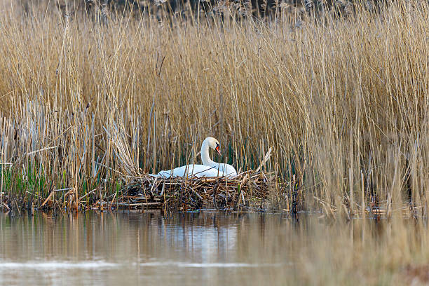 istock Mute swans that nest at the water's edge 528731430