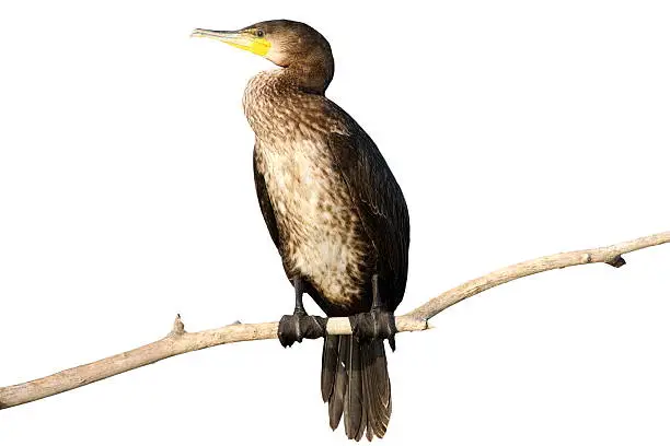 Photo of isolated great cormorant on branch