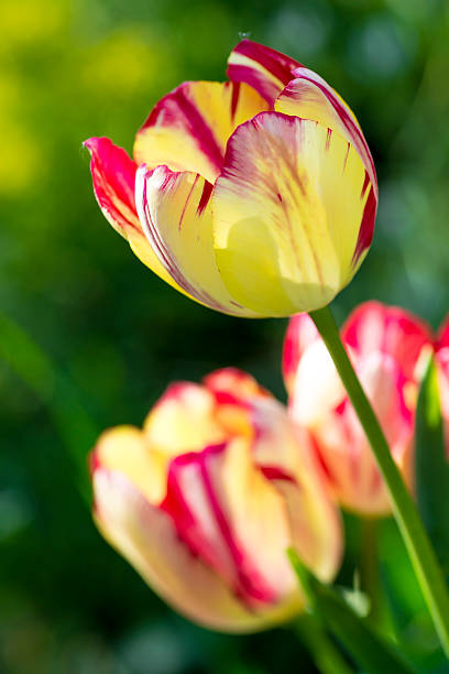 istock The bed with soft yellow and pink tulips 528732756